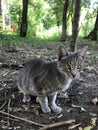 Gray purebred beautiful cat on a walk