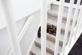 Gray purebred British cat sitting on the stairs in a modern home