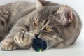 Gray purebred cat gnaws a black toy. Cat portrait, close-up. Horizontal photo. playful pet