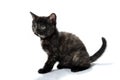 A gray purebred fluffy kitten sits on a white isolated background