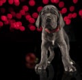 Gray purebred Great Dane puppy with red lights on a Christmas tree and single red ornament Royalty Free Stock Photo