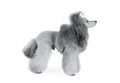 Gray purebred poodle standing isolated on a white background