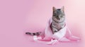 A gray purebred small cat in a pink satin ribbon sits on a pink background. Copyspace