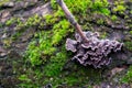 Gray, purple mushrooms on the bark of trees of green, furry moss.