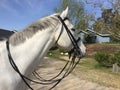 Gray quarter horse wearing dressage double bridle