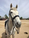 Gray quarter horse wearing dressage double bridle