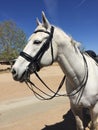 Gray quarter horse wearing dressage double bridle