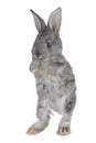 Gray rabbit