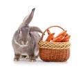 Gray rabbit with carrots