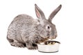 Gray rabbit eating from a bowl cabbage