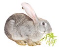 Gray rabbit eating carrot leaf