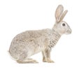 Gray rabbit Royalty Free Stock Photo