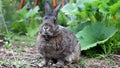 Gray Rabbit in Garden enjoys surroundings twitches nose and samples the grass