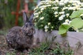 Gray Rabbit in Garden enjoys surroundings twitches nose and samples the grass