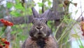 Gray Rabbit in garden turns head twitches nose moves mouth appears to talk