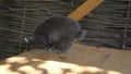 A gray rabbit with long fluffy ears runs on a sunlit wooden table. A soft gray rabbit, illuminated by bright daylight