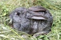 Gray rabbit sitting on a pile of mowed grass. Pets