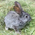 Gray rabbit sitting on a pile of mowed grass. Pets
