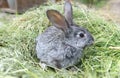 Gray rabbit sitting on a pile of mowed grass. Pets