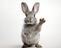 Gray rabbit is standing on its hind legs and saying hello.