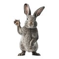 Gray rabbit standing on its hind legs and saying hello