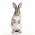 Gray rabbit standing upright on white background in a calm and curious pose Royalty Free Stock Photo