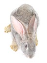 Gray rabbit view from above