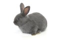 Gray rabbit