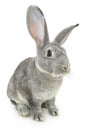 Gray rabbit Royalty Free Stock Photo