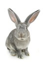 Gray rabbit