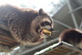 Gray raccoon eating apple close up