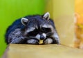 Gray raccoon lies on the table and eats an apple close-up