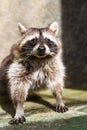 Gray raccoon portrait close up
