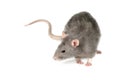 Gray Rat Royalty Free Stock Photo