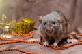Gray rat agouti standard dumbo on dark background sits near New Year present boxes and bells, symbol of year 2020 Royalty Free Stock Photo