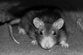 Gray rat artful intelligent look accent on the head with long mustaches and shady eyes in gray tones sepia trimming of the trunk Royalty Free Stock Photo
