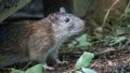 a gray rat came out of its hiding place Royalty Free Stock Photo