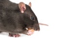 Gray rat with cheese Royalty Free Stock Photo
