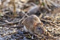 Gray rat with cute muzzle of rubbish Royalty Free Stock Photo