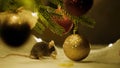 Gray rat eats sitting under a Christmas tree on the background of the scenery of the new year 2020. Royalty Free Stock Photo
