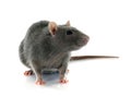 Gray rat Royalty Free Stock Photo