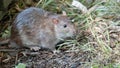 a gray rat got out of its hiding place, shot close-up Royalty Free Stock Photo