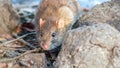 gray rat hiding behind stones on the lake shore Royalty Free Stock Photo