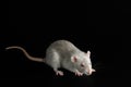 Gray rat isolated on a black background. Close-up portrait of a pest. Photo for cutting and writing