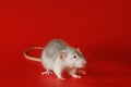 Gray rat isolated on a red background. Close-up portrait of a mouse. The rodent stands on its paws. Photo for cutting