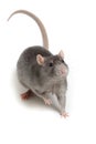 Gray rat isolated on white background Royalty Free Stock Photo