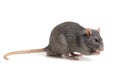 Gray rat isolated on white background