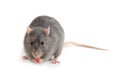 Gray rat isolated on white background Royalty Free Stock Photo