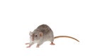 Gray rat isolated on a white background. Mouse for cutting and copying. Photo of a rodent for the inscription and title Royalty Free Stock Photo