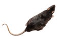 gray rat isolated on white background Royalty Free Stock Photo